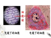 高中生物必修一 3.3 细胞核的结构和功能 课件(共24张)