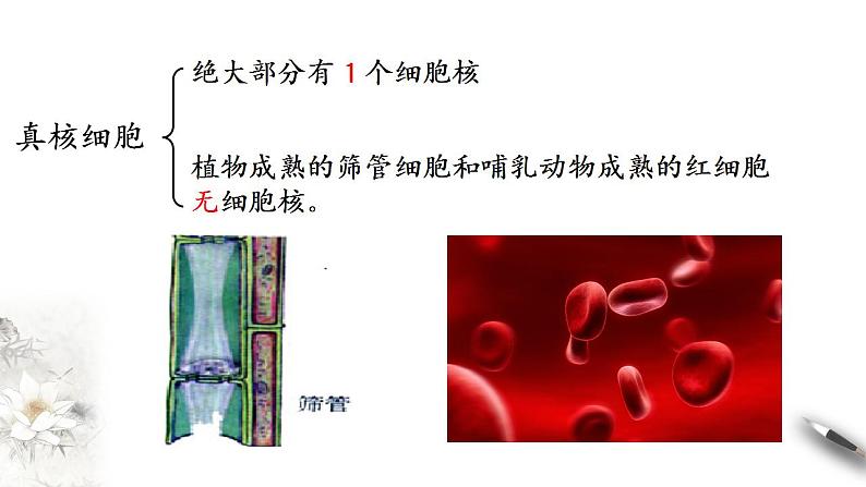 高中生物必修一 3.3 细胞核的结构和功能 课件第3页