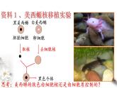 高中生物必修一 3.3 细胞核的结构和功能 课件(共24张)