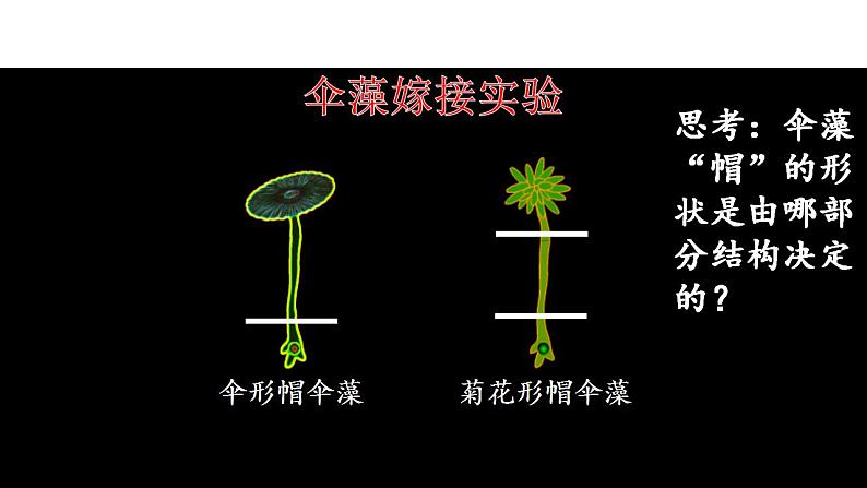 高中生物必修一 3.3 细胞核的结构和功能 课件第7页