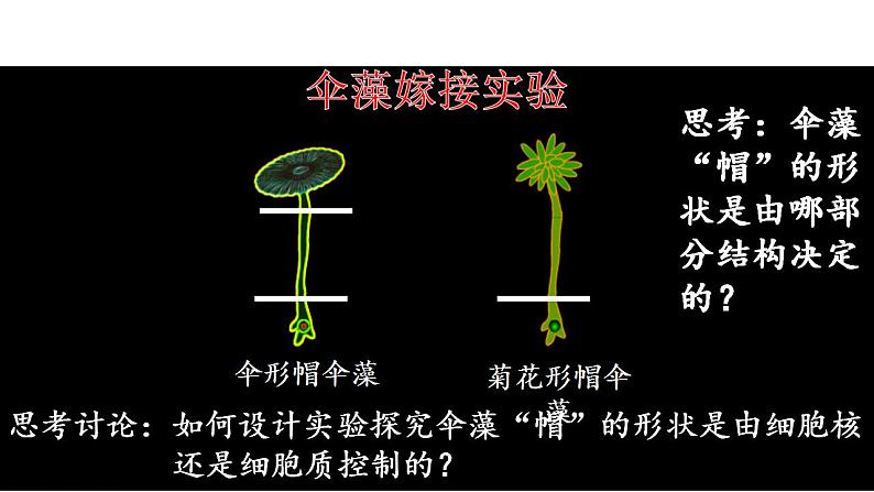 高中生物必修一 3.3 细胞核的结构和功能 课件第8页