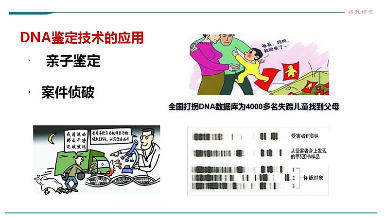 高中生物必修一 2.5核酸是遗传信息的携带者课件04