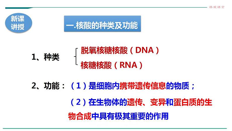 高中生物必修一 2.5核酸是遗传信息的携带者课件05