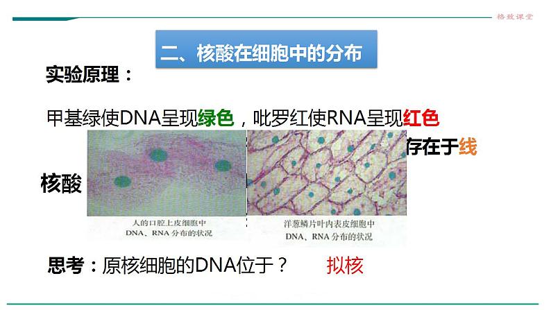 高中生物必修一 2.5核酸是遗传信息的携带者课件06