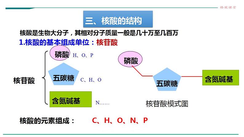 高中生物必修一 2.5核酸是遗传信息的携带者课件07