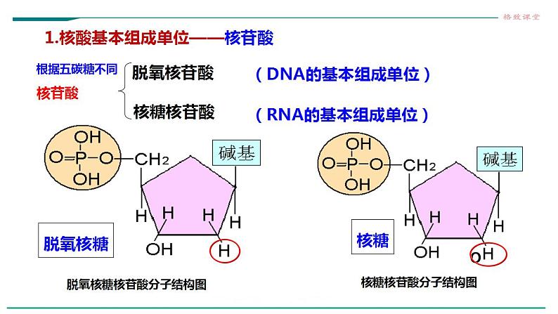 高中生物必修一 2.5核酸是遗传信息的携带者课件08