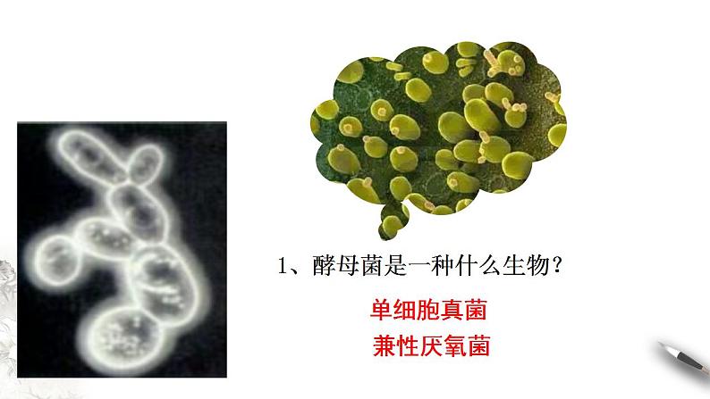 高中生物必修一 5.3 细胞呼吸的原理和应用 课件(共32张)03