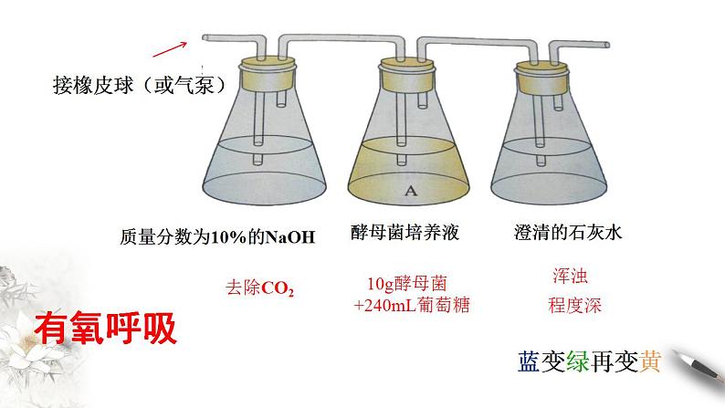 高中生物必修一 5.3 细胞呼吸的原理和应用 课件(共32张)08