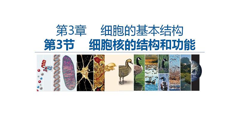 高中生物必修一 3.3细胞核的结构和功能 课件-2021-2022学年高一上学期第1页