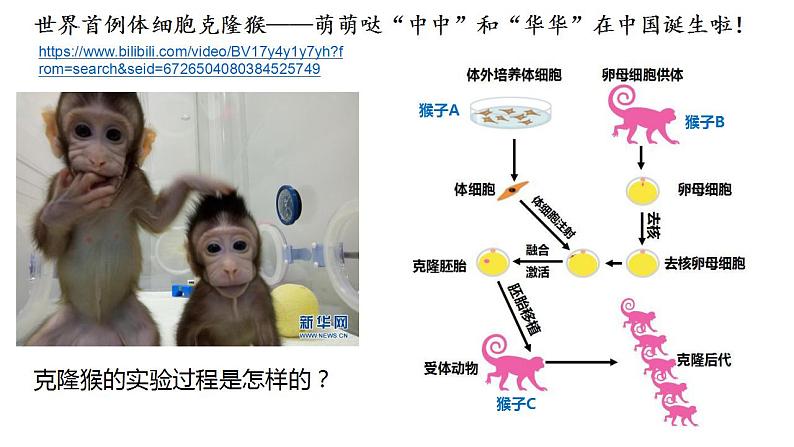 高中生物必修一 3.3细胞核的结构和功能 课件-2021-2022学年高一上学期第2页