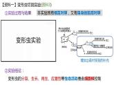 高中生物必修一 3.3细胞核的结构和功能 课件-2021-2022学年高一上学期