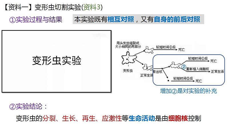 高中生物必修一 3.3细胞核的结构和功能 课件-2021-2022学年高一上学期第4页