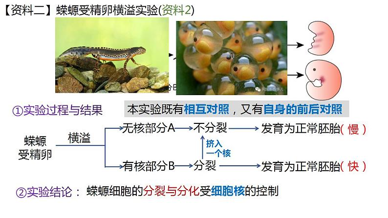 高中生物必修一 3.3细胞核的结构和功能 课件-2021-2022学年高一上学期第5页