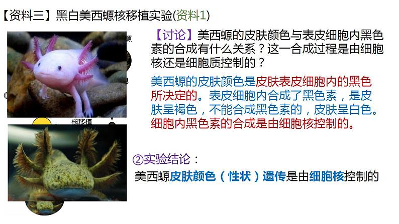 高中生物必修一 3.3细胞核的结构和功能 课件-2021-2022学年高一上学期第6页