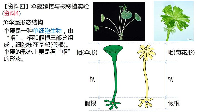 高中生物必修一 3.3细胞核的结构和功能 课件-2021-2022学年高一上学期第7页