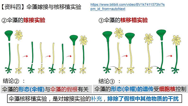 高中生物必修一 3.3细胞核的结构和功能 课件-2021-2022学年高一上学期第8页