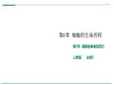 高中生物必修一 6.3细胞的衰老和死亡 课件