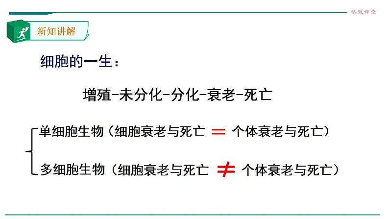 高中生物必修一 6.3细胞的衰老和死亡 课件04