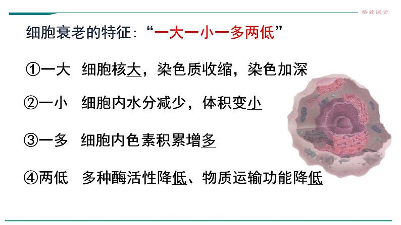 高中生物必修一 6.3细胞的衰老和死亡 课件06