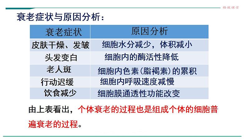 高中生物必修一 6.3细胞的衰老和死亡 课件08