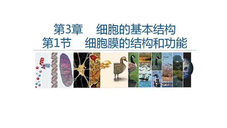 高中生物必修一 3.1细胞膜的结构和功能 课件-2021-2022学年高一上学期第1页