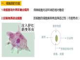 高中生物必修一 3.1细胞膜的结构和功能 课件-2021-2022学年高一上学期