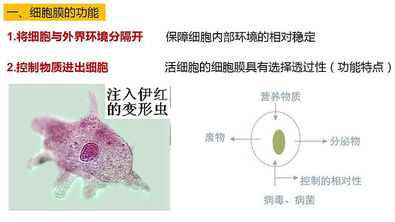 高中生物必修一 3.1细胞膜的结构和功能 课件-2021-2022学年高一上学期第3页