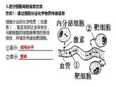 高中生物必修一 3.1细胞膜的结构和功能 课件-2021-2022学年高一上学期