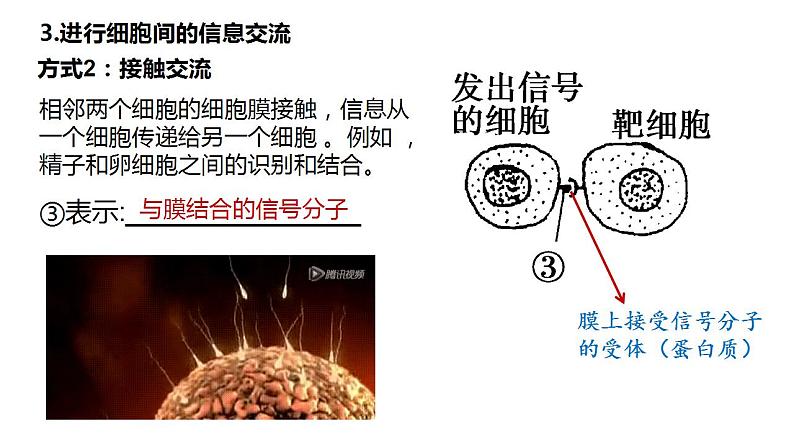 高中生物必修一 3.1细胞膜的结构和功能 课件-2021-2022学年高一上学期第6页