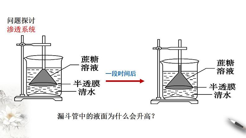 高中生物必修一 4.1 被动运输 课件(共38张)05