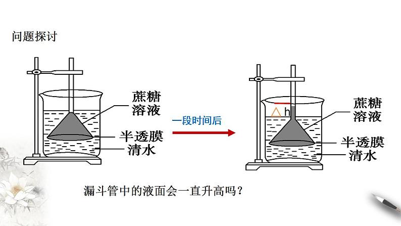 高中生物必修一 4.1 被动运输 课件(共38张)06