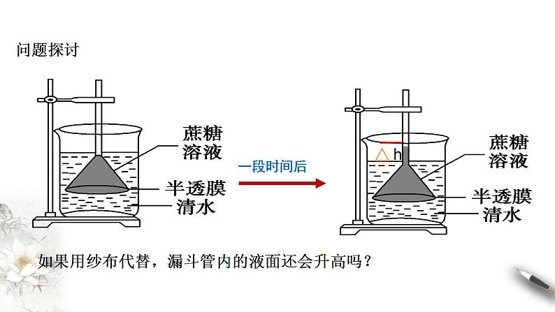 高中生物必修一 4.1 被动运输 课件(共38张)07