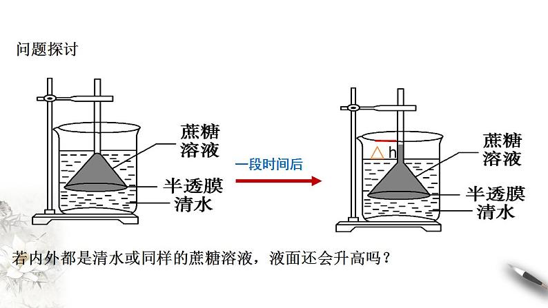 高中生物必修一 4.1 被动运输 课件(共38张)08