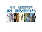 高中生物必修一 3.2细胞器之间的分工合作 课件-2021-2022学年高一上学期