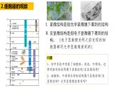 高中生物必修一 3.2细胞器之间的分工合作 课件-2021-2022学年高一上学期