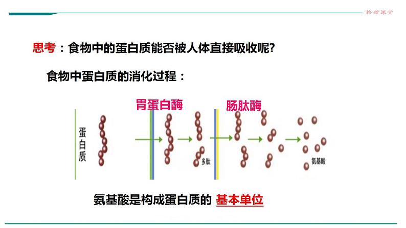 高中生物必修一 2.4蛋白质是生命活动的主要承担者课件第6页