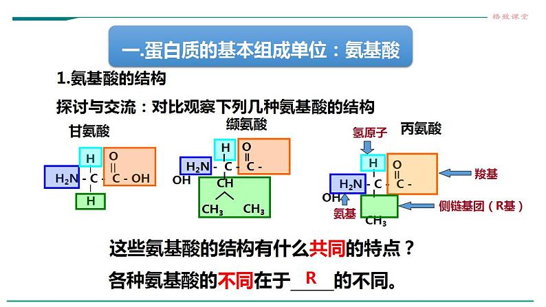 高中生物必修一 2.4蛋白质是生命活动的主要承担者课件第8页