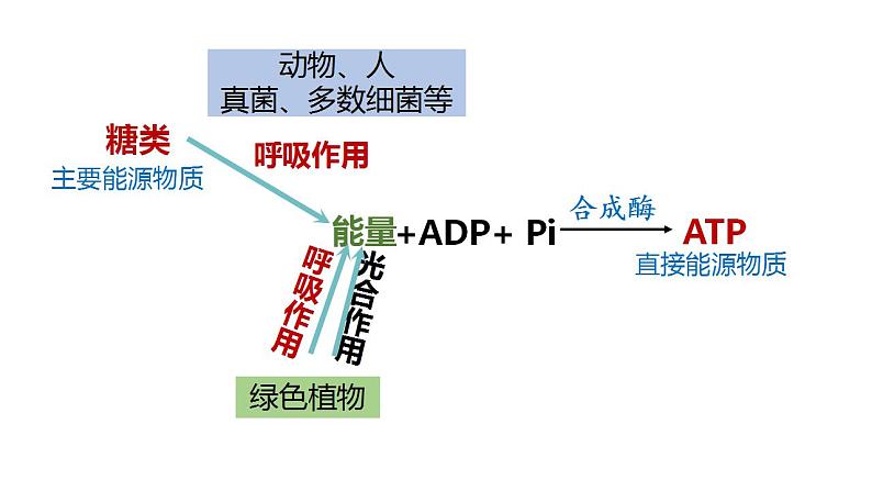 高中生物必修一 5.3细胞呼吸的原理和应用(1) 课件-2021-2022学年高一上学期第1页