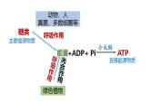 高中生物必修一 5.3细胞呼吸的原理和应用(1) 课件-2021-2022学年高一上学期