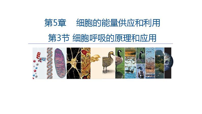 高中生物必修一 5.3细胞呼吸的原理和应用(1) 课件-2021-2022学年高一上学期第2页