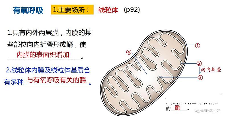 高中生物必修一 5.3细胞呼吸的原理和应用(1) 课件-2021-2022学年高一上学期第4页