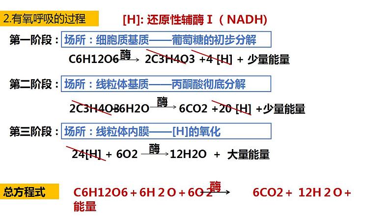 高中生物必修一 5.3细胞呼吸的原理和应用(1) 课件-2021-2022学年高一上学期第5页