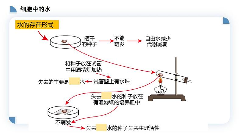 高中生物必修一 2.2细胞中的无机物 课件-2021-2022学年高一上学期第7页