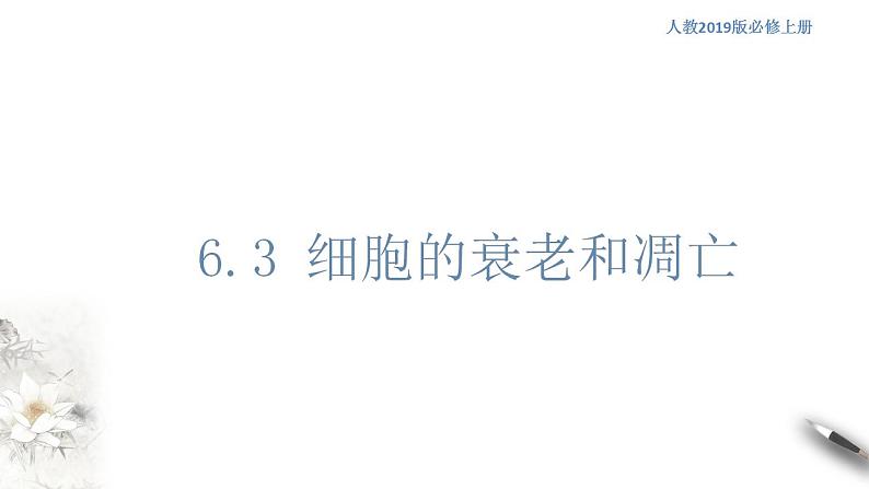 高中生物必修一 6.3 细胞的衰老和死亡 课件(共19张)01