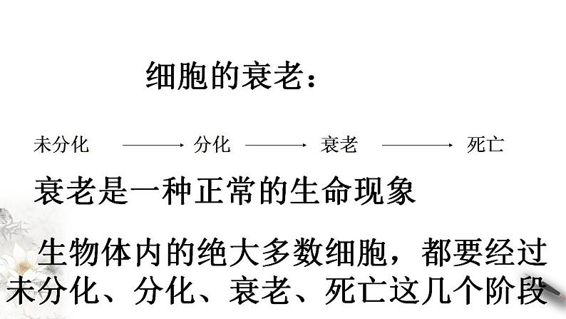 高中生物必修一 6.3 细胞的衰老和死亡 课件(共19张)03