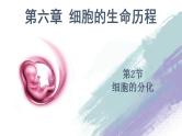 高中生物必修一 6.2 细胞的分化 课件 （含思维导图）