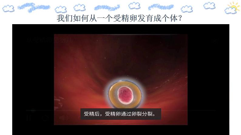 高中生物必修一 6.2 细胞的分化 课件 第4页