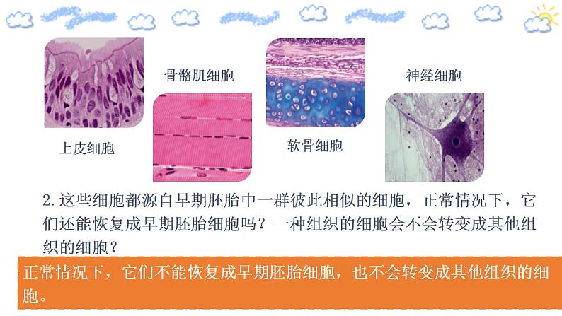 高中生物必修一 6.2 细胞的分化 课件 第6页