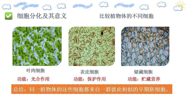 高中生物必修一 6.2 细胞的分化 课件 第7页