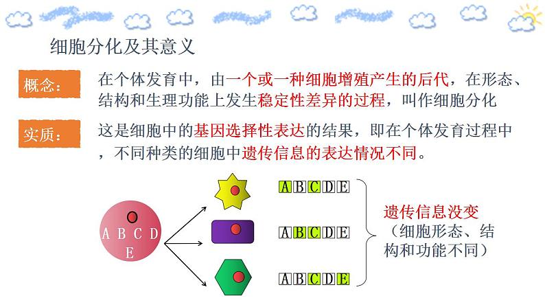 高中生物必修一 6.2 细胞的分化 课件 第8页